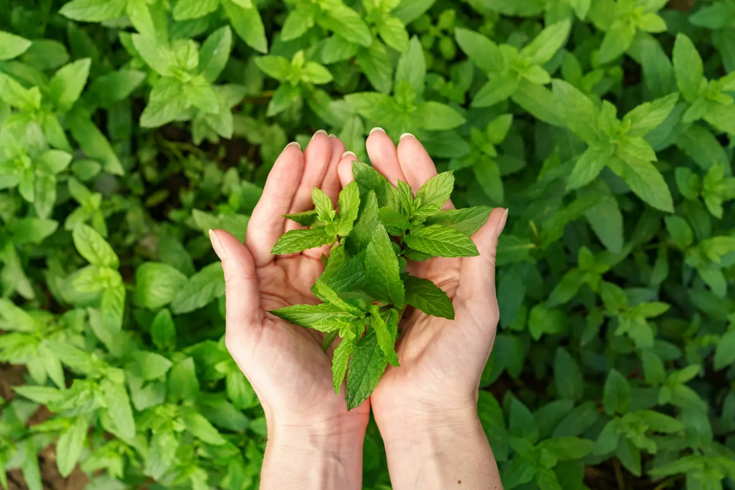 Mynthol & mint roducts